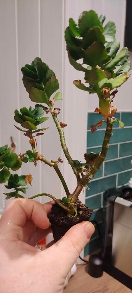 Photo of free Houseplant looking for a home (Willowbrae, EH8) #1