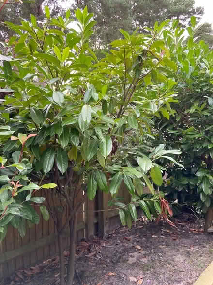 Photo of free 6’ laurel bush (hedging) (Sevenoaks, near Station) #1