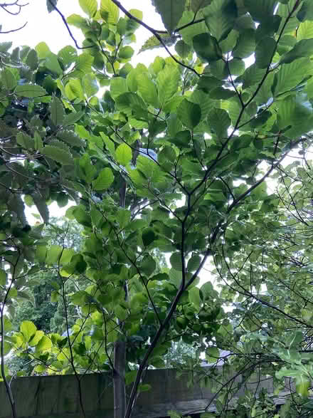 Photo of free 7’+ healthy beech tree/hedge plant (Sevenoaks, near Station) #1