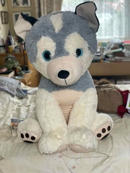 Photo of free Giant toy husky dog soft toy (South Hounslow off Central Av) #1