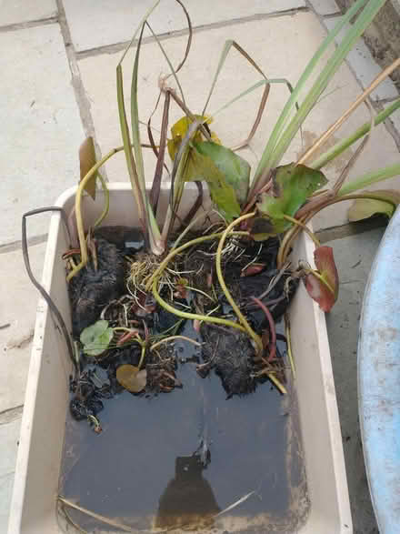Photo of free Water lilies & iris (Fleetville) #1