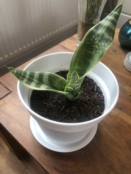 Photo of free Snake plant (Barnard's Green WR14) #1