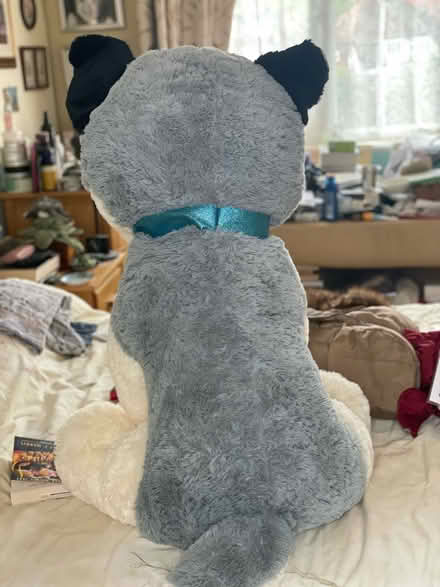 Photo of free Giant toy husky dog soft toy (South Hounslow off Central Av) #2