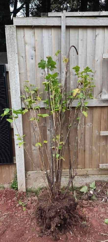 Photo of free Blackcurrant (Longbridge, B31) #2