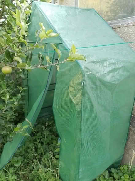 Photo of free Walk-in mini-greenhouse, one broken zip (Cold Harbour OX1) #2