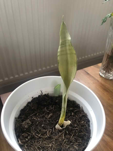 Photo of free Sansevieria moonshine house plant (Barnard's Green WR14) #1