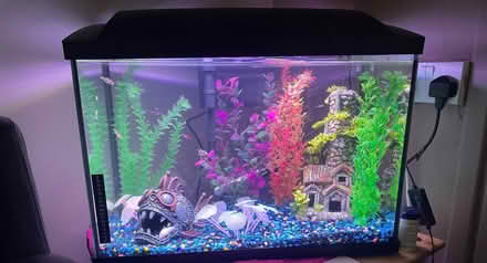 Photo of free FishTank and ornaments (Moss DN6) #1