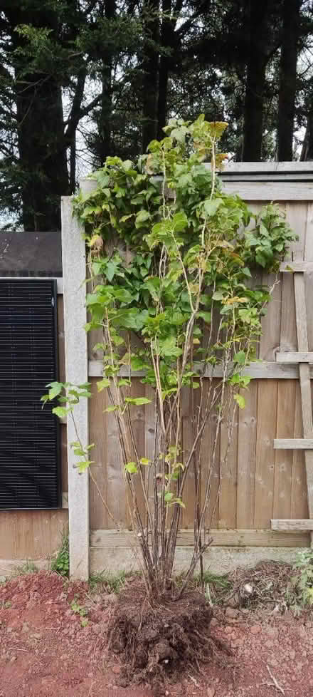 Photo of free Blackcurrant (Longbridge, B31) #1