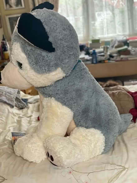 Photo of free Giant toy husky dog soft toy (South Hounslow off Central Av) #3
