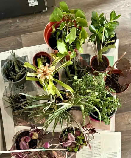 Photo of free House plants (Hall Green . B28) #1