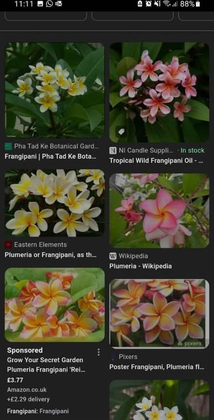 Photo of frangipani plumeria (Swanley) #1
