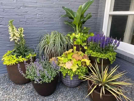 Photo of Outdoor/indoor plants (SW9) #1