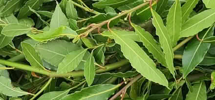 Photo of free Bay Leaves (Preston PR5) #3