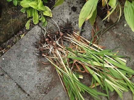 Photo of free Crocosma (Kington HR5) #1