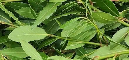 Photo of free Bay Leaves (Preston PR5) #2