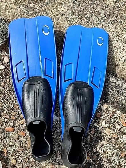Photo of free Flippers, adult 3-5 shoe size (Chelmsford CM1) #1
