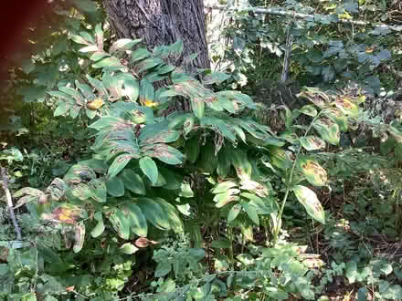 Photo of free Solomon’s Seal plant (Beacon Hill North) #2