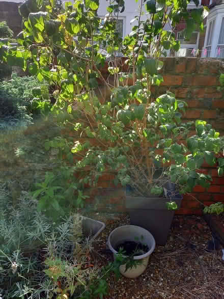 Photo of free Mock Orange plant (Fratton PO1) #2