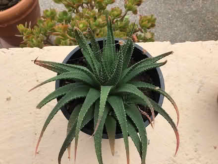 Photo of free Succulent Lace Aloe plant in 6” pot (Above downtown) #1