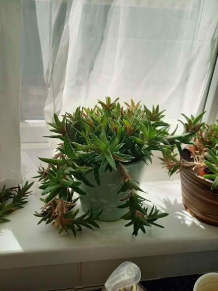Photo of free Three succulent plants (Fratton PO1) #1