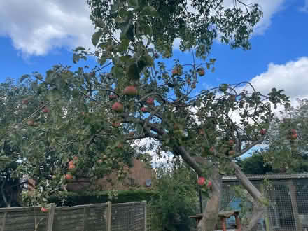 Photo of free Pick your own Bramley cooking apples (Sherwood TN2) #1