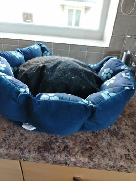 Photo of free 2 blue cushioned pet beds (GL51 4UR) #3