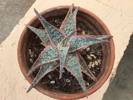 Photo of free Rare succulent Aloe “Pink Blush” (Above downtown) #1