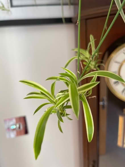 Photo of free Spider plant baby (Willen Park MK15) #1