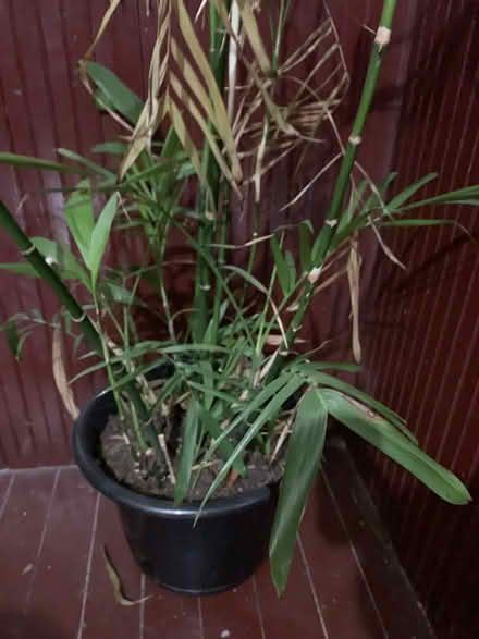 Photo of free plant (Brooklyn, NY) #1