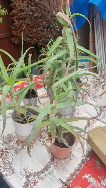 Photo of free Aloe arborescens (Luton LU2) #3