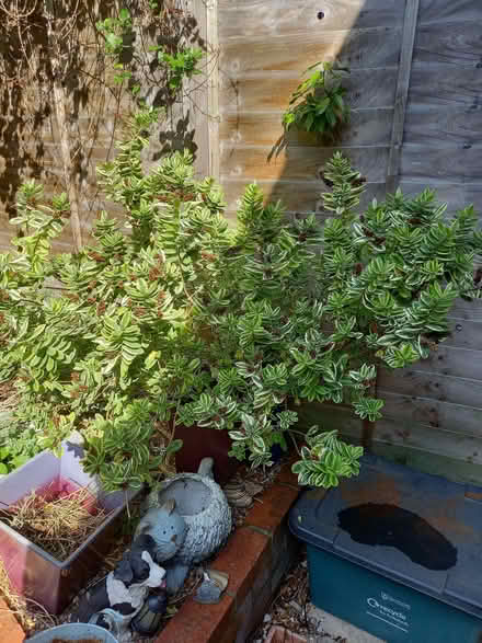Photo of free Hebe shrub (Fratton PO1) #1
