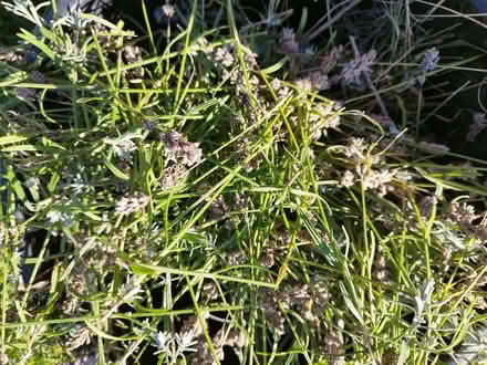 Photo of free Lavender (Hurst Golf Course RG41) #2