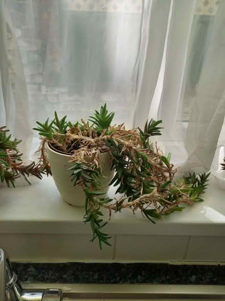 Photo of free Three succulent plants (Fratton PO1) #3