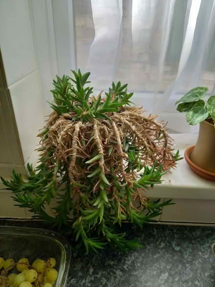 Photo of free Three succulent plants (Fratton PO1) #2