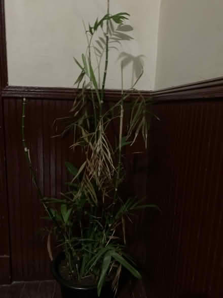 Photo of free plant (Brooklyn, NY) #2