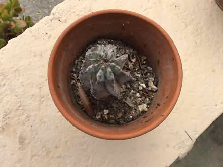 Photo of free Succulent Small Euphorbia Horrida (Above downtown) #1