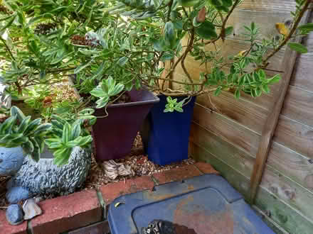 Photo of free Hebe shrub (Fratton PO1) #2