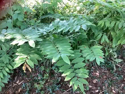 Photo of free Solomon’s Seal plant (Beacon Hill North) #1