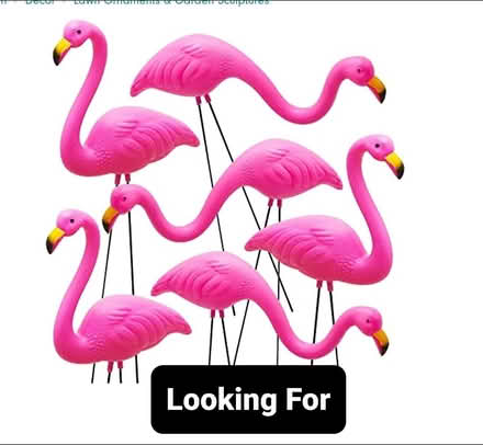 Photo of Lawn Flamingos (Hickory St. & Breezehill Av S) #1