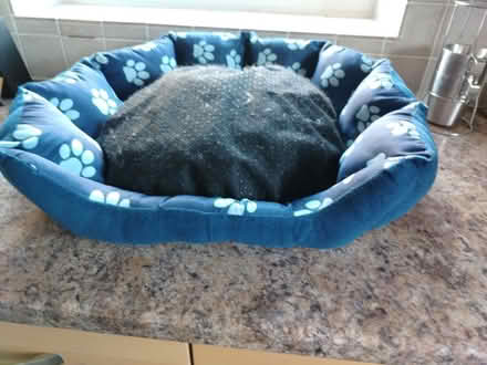 Photo of free 2 blue cushioned pet beds (GL51 4UR) #1