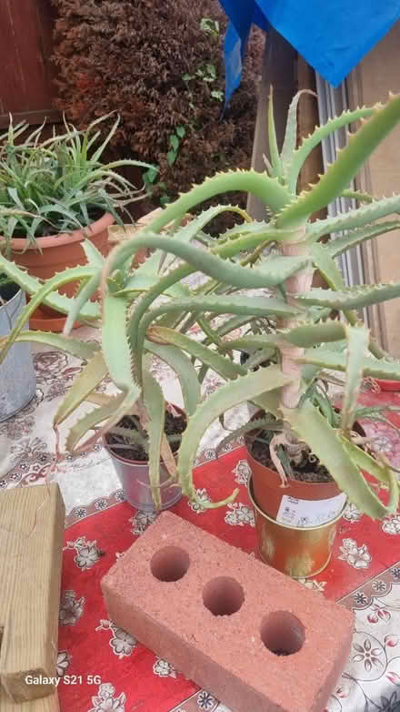 Photo of free Aloe arborescens (Luton LU2) #2