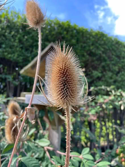 Photo of free Teasle - for winter flower arrangements? (Haygate TF1) #1