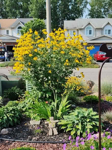 Photo of free Beautiful plant (Orleans near Petrie Island) #1
