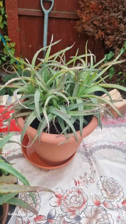 Photo of free Aloe arborescens (Luton LU2) #1