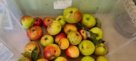 Photo of free Cooking apples (ME1) #1
