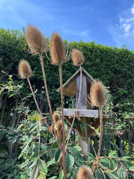 Photo of free Teasle - for winter flower arrangements? (Haygate TF1) #2