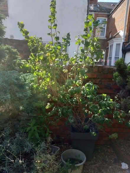Photo of free Mock Orange plant (Fratton PO1) #1