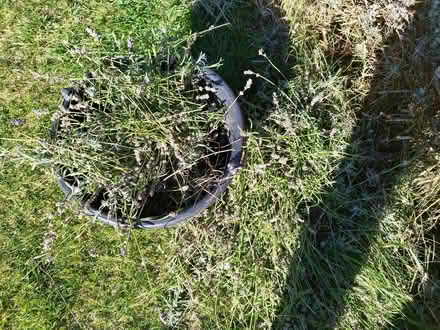 Photo of free Lavender (Hurst Golf Course RG41) #1