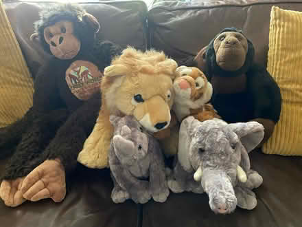 Photo of free Collection of zoo teddys (Portsmouth PO2) #1