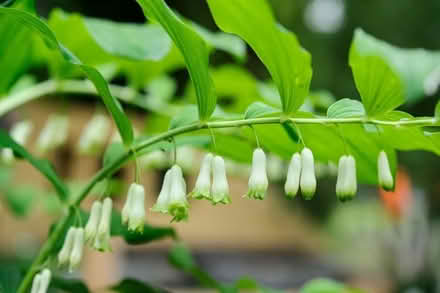 Photo of free Solomon’s seal rhizomes/tubers (Upper Caldecote SG18) #1